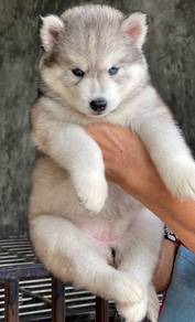 SIBERIAN HUSKY PUPPIES 🌻 Boy~Girl VIP34