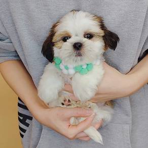 Shih Tzu