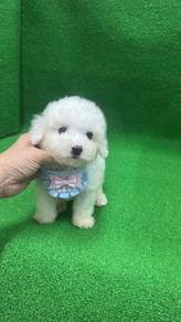 泰迪男
Tiny Poodle
Male
M-1
Dob : 08-04-26