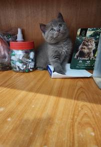 female bsh