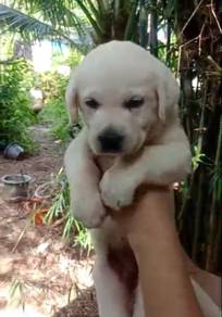 MKA Labrador