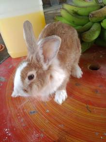 arnab  flemish 