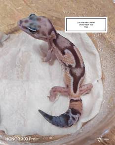 Fattail Gecko 