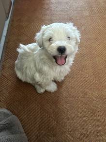 shihtzu