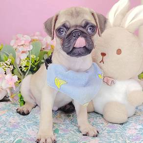 Pug
