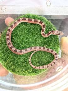 Corn Snake