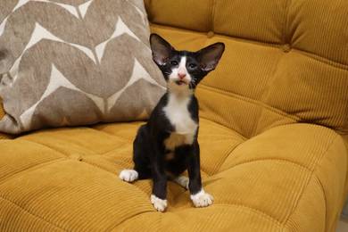 Oriental short hair cat