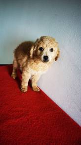 Goldendoodle available 