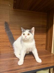 British Shorthair BSH Kitten