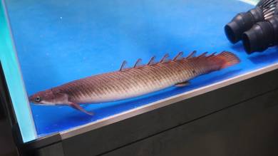 Bichir 