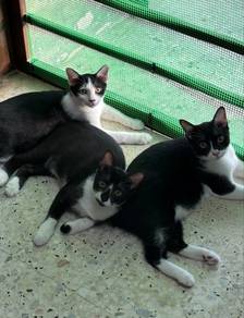 Kucing Hitam Putih 3 Beradik