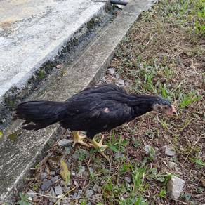 Ayam Ratu LHK