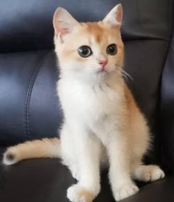 Golden British Shorthair Kitten Female