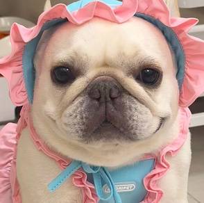 French Bulldog