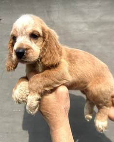 ENGLISH COCKER SPANIEL PUPPIES F379 🌻Female