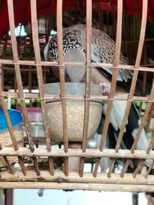 Terkukur separa jinak asal anak suap.