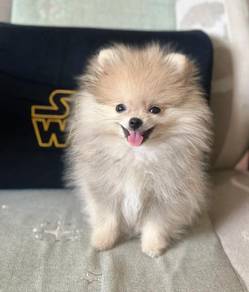Curious Pomeranian Fluffy Puppy with Fox Face Baby