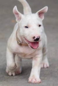 BULL TERRIER PUPPIES BT130 🐻  Girl