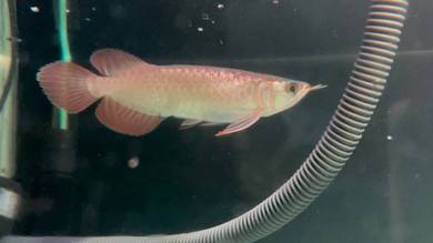 Arowana Super Red Local