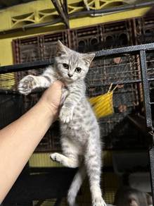 BSH x non STD Munchkin