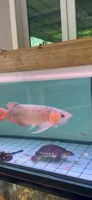 Arowana Super Red