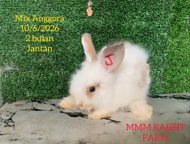 Mix Anggora