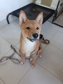 Pure Breed 4-month old Shiba Inu puppy 