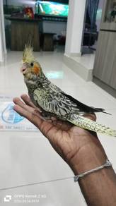 cockatiel