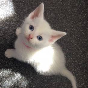White Kitten Siamese
