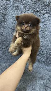 Pure Breed Choco Tan POmeranian (Female) 巧金博美宝宝 女生