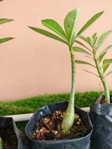 Anak pokok adenium  untuk Dijual