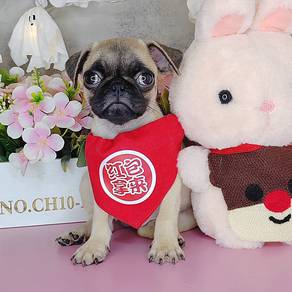 Pug
