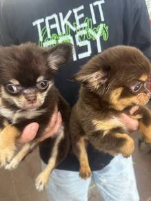 Special color Chihuahua Puppies