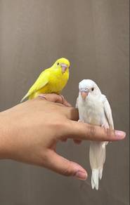 burung jinak baji