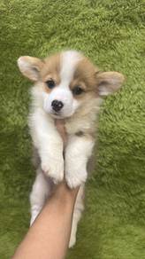 柯基男
Corgi
Male
M-1
Dob : 10-05-26

A