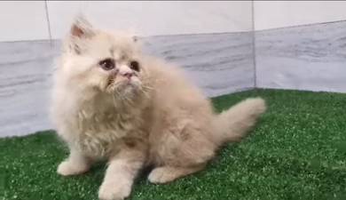 persian
