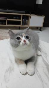 bsh calico dilute 
