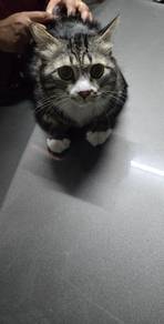 cat for adoption 