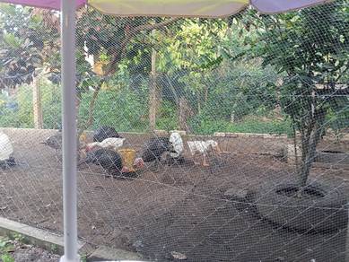 angsa putih dan kelabu