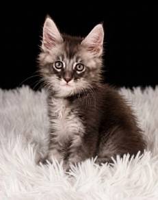 P9 Maine Coon