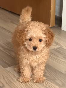 B3205 Curious Poodle Little Bear Puppy Puppy