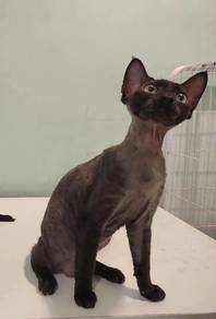 Devon Rex "Poodle Cat" 