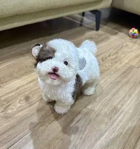POODLE PUPPIES I170🌻 Tiny-Tea cup Import 