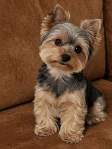 F8055 Precious Silkese Long Hair Small Puppy Puppy