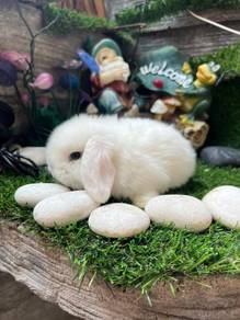 Holland lop