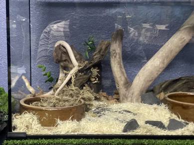 corn snake