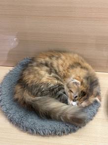 Scottish fold non-standard munchkin cat