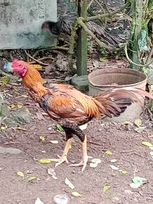 Ayam pamakoy