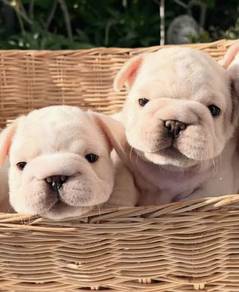 FRENCH BULLDOG PUPPIES VIP818🌻 Cream Premium