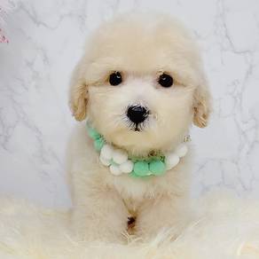 Poodle